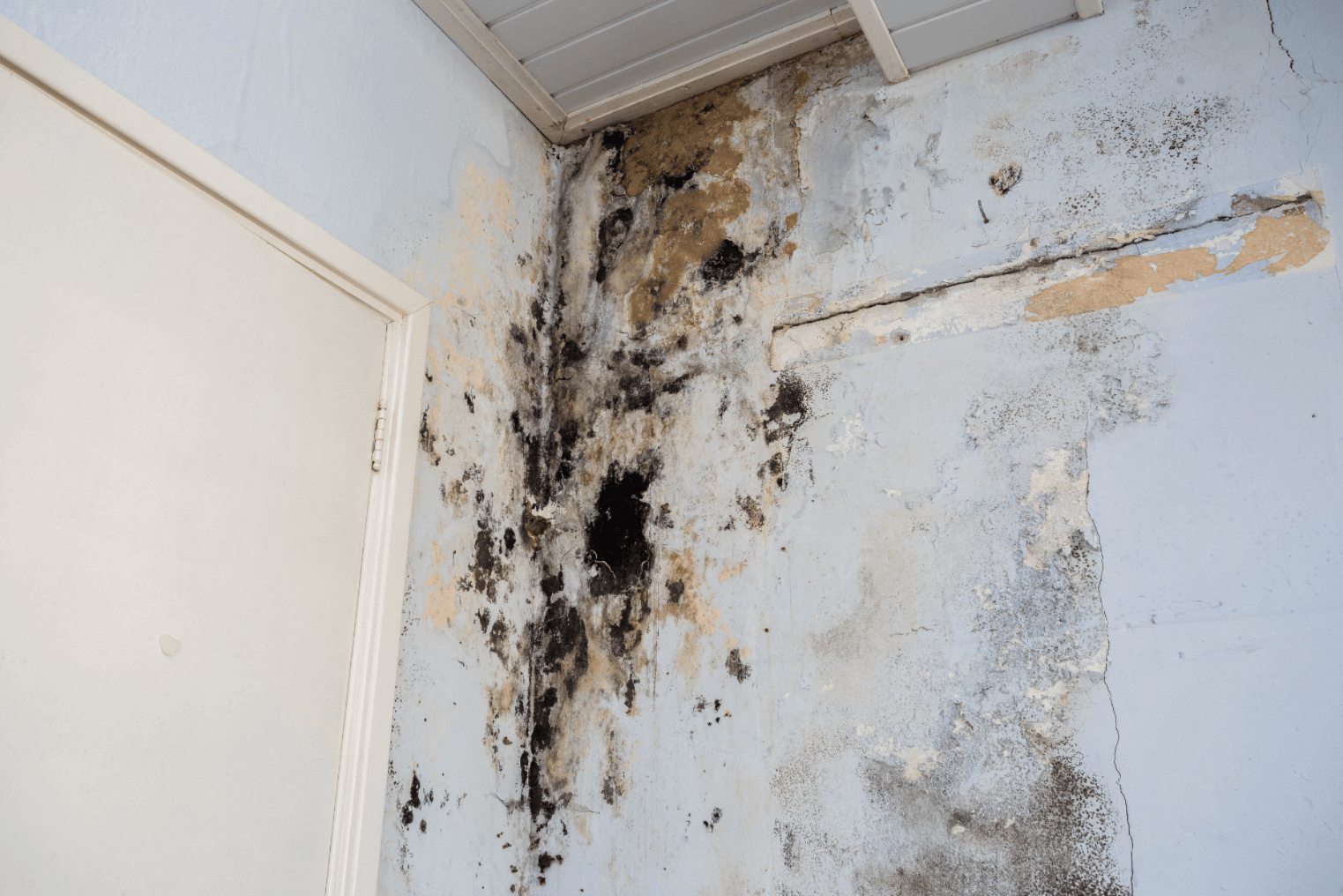 mold-damage-image-1