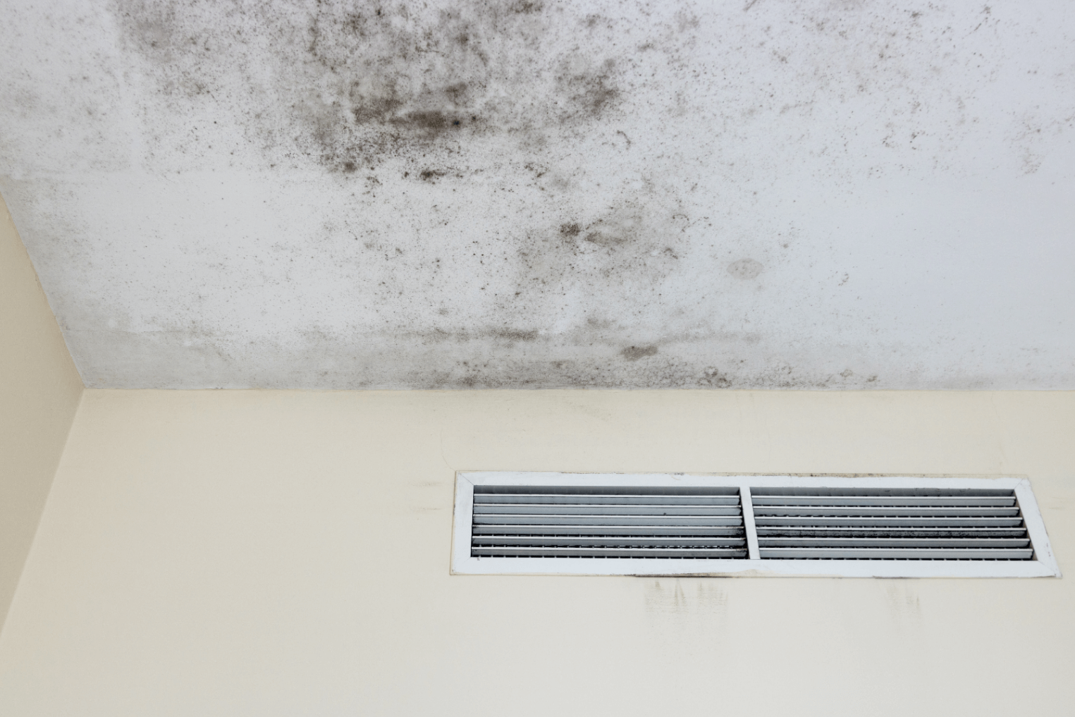 mold-damage-image-3